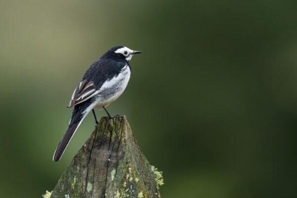 Photography & Creative Travel in Bhutan